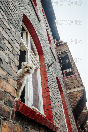 Cute hairy dog sticking out of the window in brick tenant house in Nikiszowiec, Katowice, southern Poland