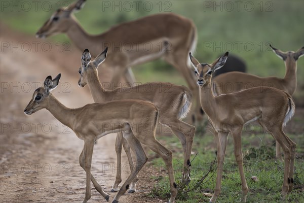 Black Heeler Antelope or Impala (Aepyceros melampus) herd with young, nursery, Madikwe Game Reserve, North West Province, South Africa, RSA, Africa