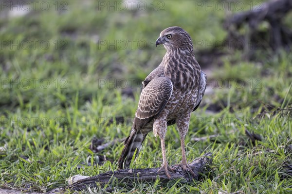 Silver Singing Goshawk, also known as pale chanting goshawk (Melierax canorus) juvenile, Madikwe Game Reserve, North West Province, South Africa, RSA, Africa