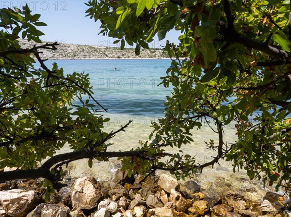 Bathing bay, branches provide shade, island of Rab, Kvarner Gulf Bay, Croatia, Europe