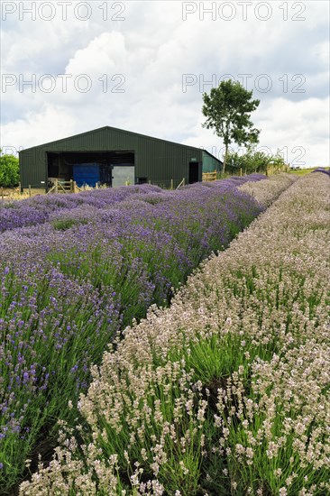 Lavender (Lavandula), lavender field on a farm, Cotswolds Lavender, Snowshill, Broadway, Gloucestershire, England, Great Britain