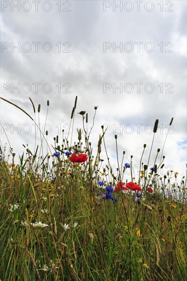 Wildflowers, poppies in a meadow, bad weather, Snowshill, Broadway, Gloucestershire, England, Great Britain