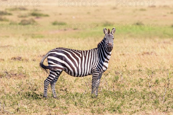 Plains zebra (Equus quagga) on a grass savanna in east africa, Maasai Mara National Reserve, Kenya, Africa