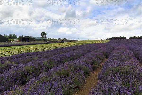 Lavender (Lavandula), lavender field on a farm, Cotswolds Lavender, Snowshill, Broadway, Gloucestershire, England, Great Britain