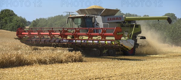 Combine harvester on a barleys (Hordeum vulgare), Mecklenburg-Vorpommern, Germany, Europe