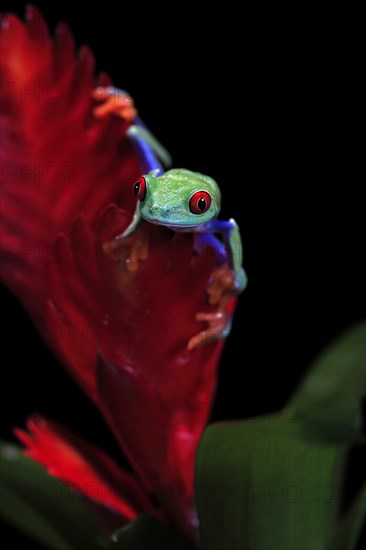 Red-eyed tree frog (Agalychnis callidryas), adult, on bromeliad, captive, Central America