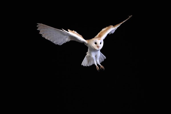 Barn owl, (Tyto alba), adult, flying, landing, on rocks, at night, Lowick, Northumberland, England, Great Britain