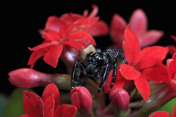 Tan jumping spider (Platycryptus undatus), adult, on leaf, North America, captive