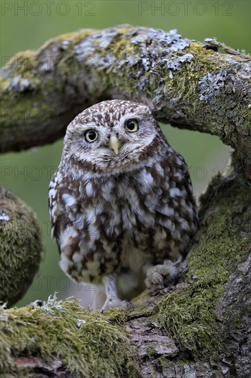 Little owl (Athene noctua), (Tyto alba), adult, on tree trunk, alert, Lowick, Northumberland, England, Great Britain