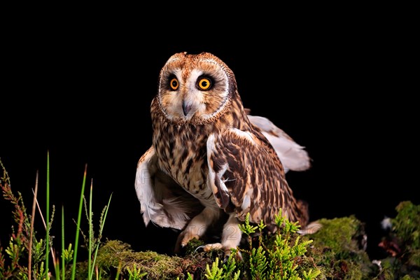 Short-eared owl (Asio flammeus), adult, at night, perch, Great Britain