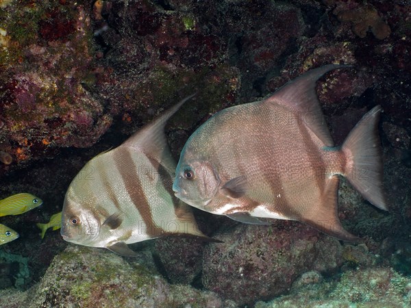 Two specimens of Atlantic spadefish (Chaetodipterus faber), Amber Jack dive site, Destin, Panhandle, Gulf of Mexico, Florida, USA, North America