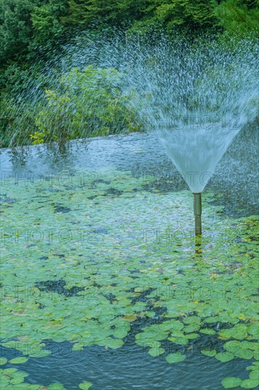 Close view of a fountain spraying water above lily pads in a pond, in South Korea