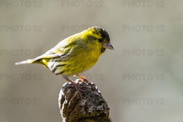 Male of Eurasian Siskin, Spinus spinus, bird in forest at winter sun