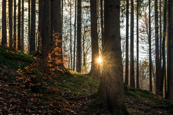 Rays of sunlight penetrate the tranquil forest and create a peaceful, natural ambience, Gelpe, Elberfeld, Wuppertal North Rhine-Westphalia