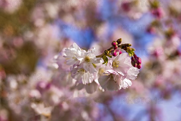 Close-up of cherry blossom flowers in full bloom against a soft-focused spring sky, Prunus serrulata, japanese Cherry