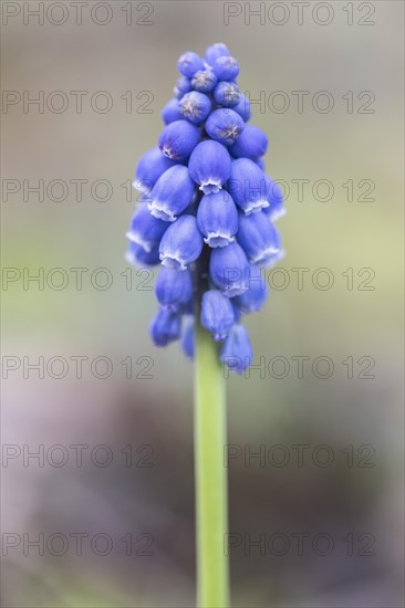 Grape hyacinth (Muscari), Speyer, Rhineland-Palatinate, Germany, Europe
