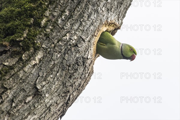 Rose-ringed parakeet (Psittacula krameri), Speyer, Rhineland-Palatinate, Germany, Europe