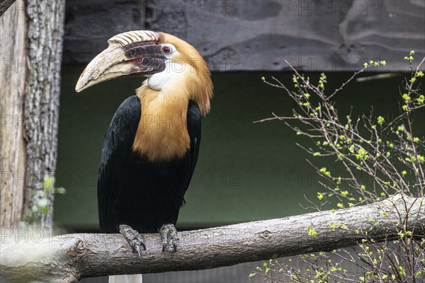 Papua hornbill (Rhyticeros plicatus), Heidelberg Zoo, Baden-Wuerttemberg, Germany, Europe