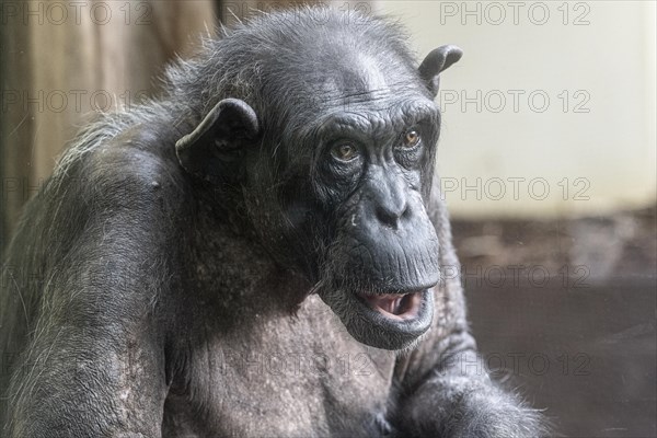 Old chimpanzee (Pan troglodytes), portrait, Heidelberg Zoo, Baden-Wuerttemberg, Germany, Europe