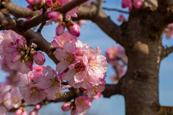 03 March 2024: Close-up of almond blossoms in Neustadt-Gimmeldingen (Palatinate) . Over the next two weekends, the almond blossom festival will take place in Gimmeldingen, which also marks the start of the new wine festival season in the Palatinate