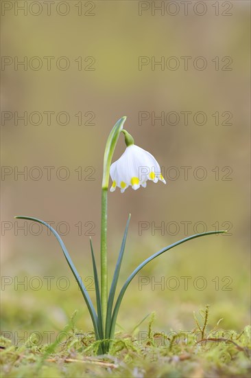 Spring snowdrop (Leucojum vernum), March snowdrop, March bell, large snowdrop. Amaryllis family (Amaryllidaceae), single plant flowering on forest floor, Siegerland, North Rhine-Westphalia, Germany, Europe