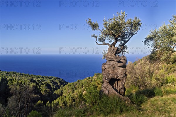 A lone, rugged tree stands on a cliff overlooking the sea under a clear sky, Hiking tour from Estellences to Banyalbufar, Mallorca