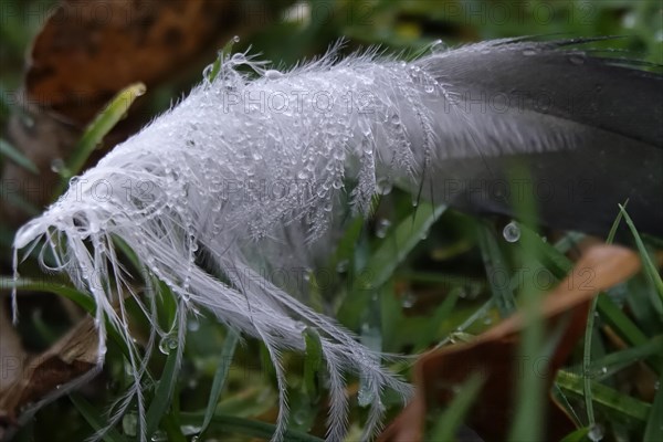 Bird feather with morning dew, Germany, Europe