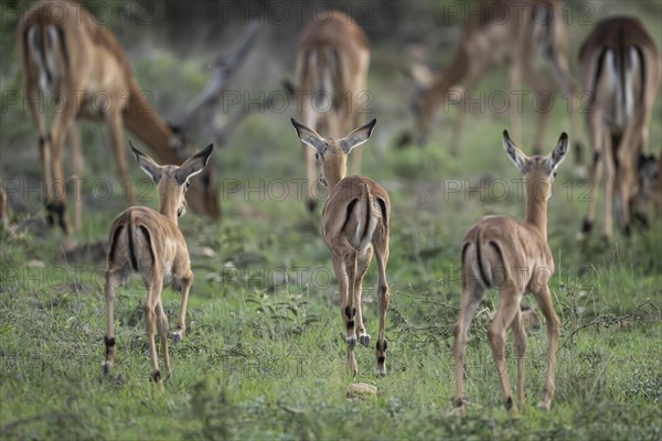 Black Heeler Antelope or Impala (Aepyceros melampus) herd with young, nursery, Madikwe Game Reserve, North West Province, South Africa, RSA, Africa