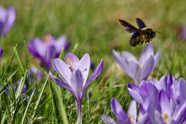 Violet carpenter bee (Xylocopa violacea), wild bee of the year 2024, crocus meadow, Germany, Europe