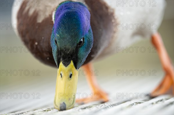 Mallard (Anas platyrhynchos) male, frontal close-up, searching the ground, a wooden footbridge, with beak, Harkortsee, Ruhr area, Germany, Europe