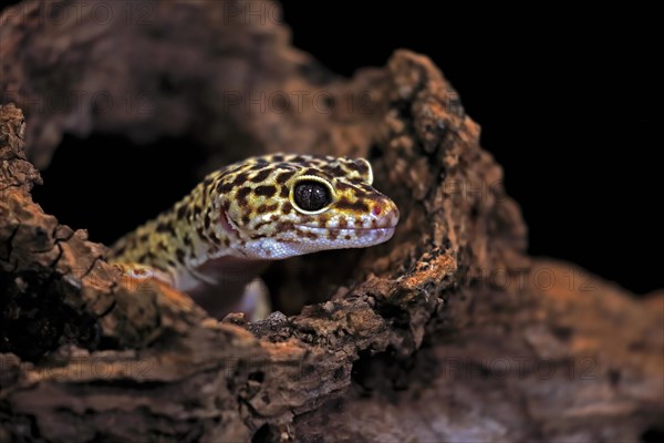 Leopard gecko (Eublepharis macularius), adult, portrait, looks out of burrow, captive