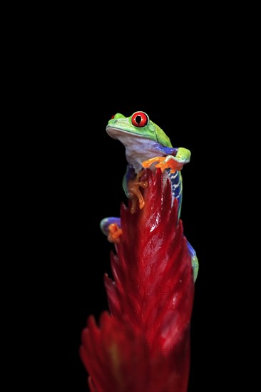 Red-eyed tree frog (Agalychnis callidryas), adult, on bromeliad, captive, Central America