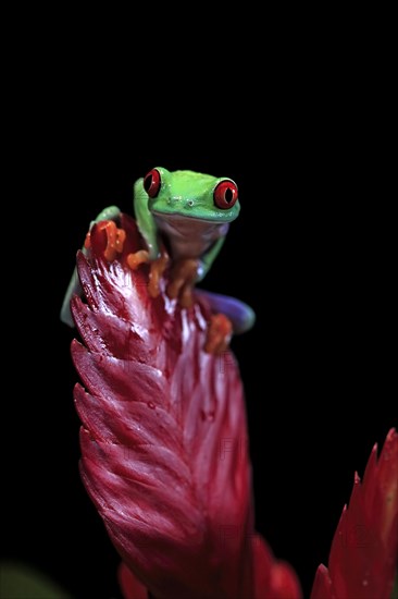 Red-eyed tree frog (Agalychnis callidryas), adult, on bromeliad, captive, Central America