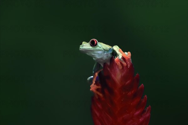 Red-eyed tree frog (Agalychnis callidryas), adult, on bromeliad, captive, Central America