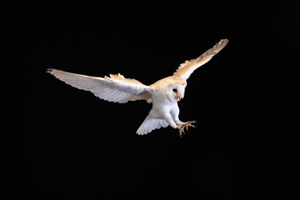 Barn owl, (Tyto alba), adult, flying, landing, on rocks, at night, Lowick, Northumberland, England, Great Britain