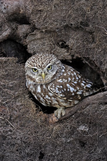 Little owl (Athene noctua), (Tyto alba), adult, at breeding den, vigilant, Lowick, Northumberland, England, Great Britain