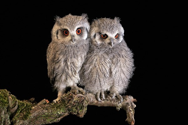 Southern white-faced owl (Ptilopsis granti), juvenile, two juveniles, siblings, at night, on guard, captive