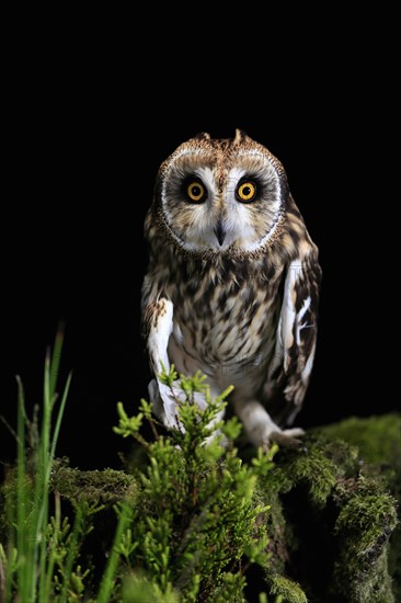 Short-eared owl (Asio flammeus), adult, at night, perch, Great Britain