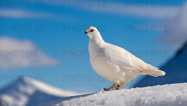 KI generated, A rock ptarmigan foraging in winter, white plumage, (Lagos muta), pheasants