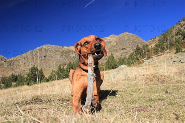 A playful dog holds a stick in its mouth on a grassy mountain field on a sunny day, Amazing Dogs in the Nature