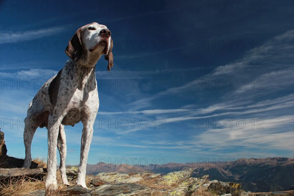 A dog standing on rocky terrain with a mountainous backdrop, Amazing Dogs in the Nature