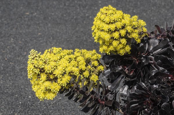 Tree aeonium (Aeonium arboreum), Lanzarote, Canary Islands, Spain, Europe