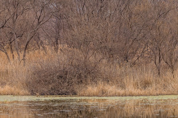 Bare trees and lily pads on a body of water creating a serene outdoor scene, in South Korea