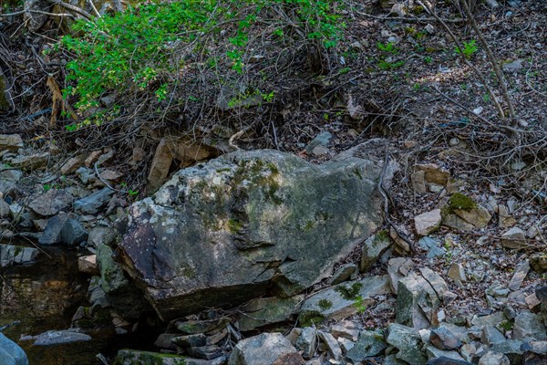 A large rock lies amid debris on a shadowy forest floor, in South Korea