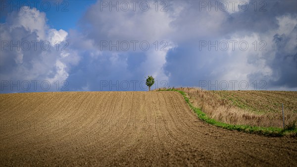 Lone tree in a bare field under a cloudy sky, Windrather Tal, Velbert-Langenberg, Mettmann, Bergisches Land, North Rhine-Westphalia