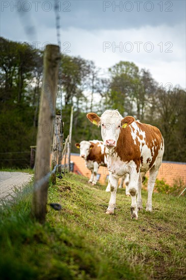 Several cows next to a fence looking towards the camera, Wuelfrath, Mettmann, North Rhine-Westphalia