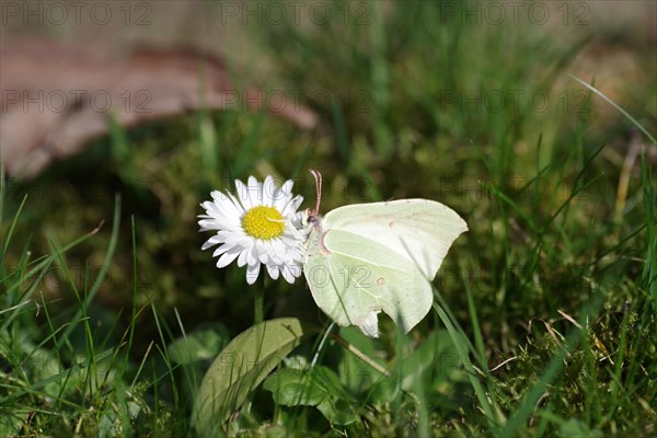 Brimstone (Gonepteryx rhamni), female, butterfly, insect, daisy, A lemon butterfly sits on a daisy