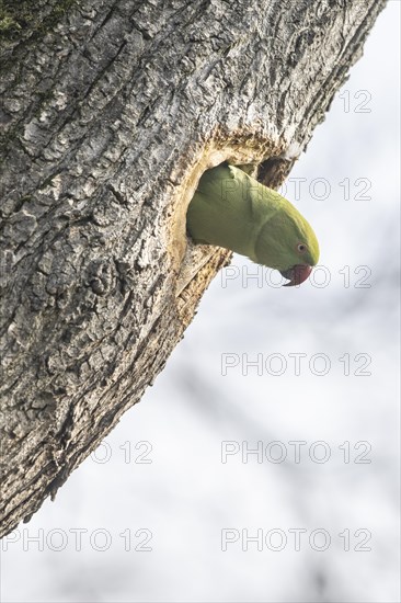 Rose-ringed parakeet (Psittacula krameri), Speyer, Rhineland-Palatinate, Germany, Europe