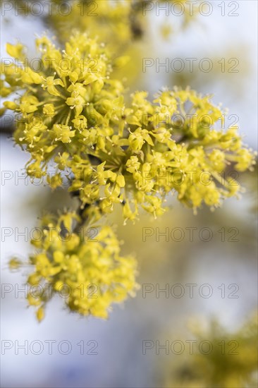 Cornelian cherry (Cornus mas), Speyer, Rhineland-Palatinate, Germany, Europe