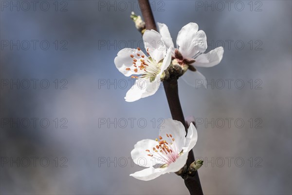 Almond blossom (Prunus dulcis), Gimmeldingen, Rhineland-Palatinate, Germany, Europe